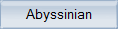 abyssinian